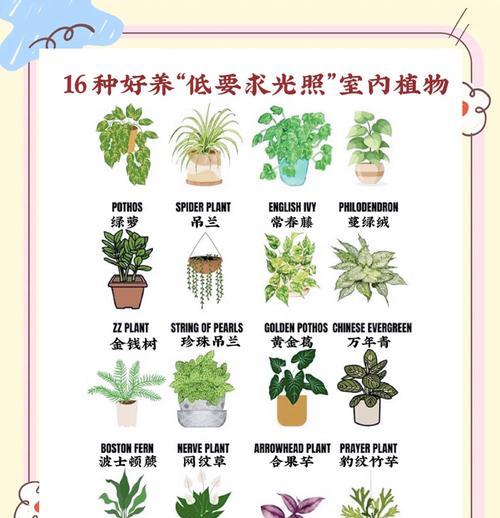 哪些植物适合在阴暗环境中生长且易于养护？