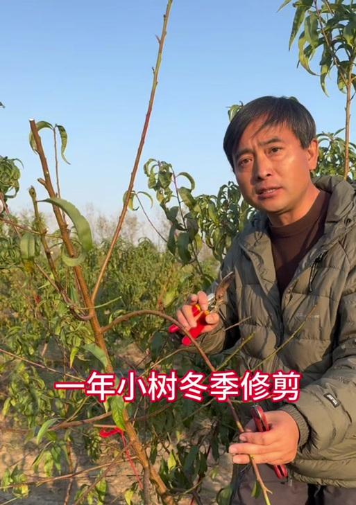 小树修剪的最佳时机是什么时候？修剪小树时应该遵循哪些原则？