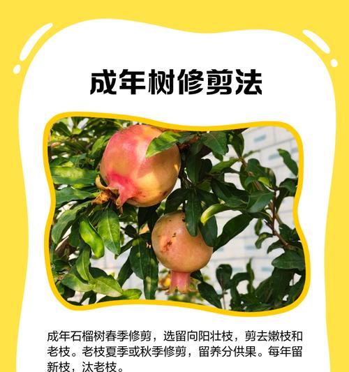 小树修剪的最佳时机是什么时候？修剪小树时应该遵循哪些原则？