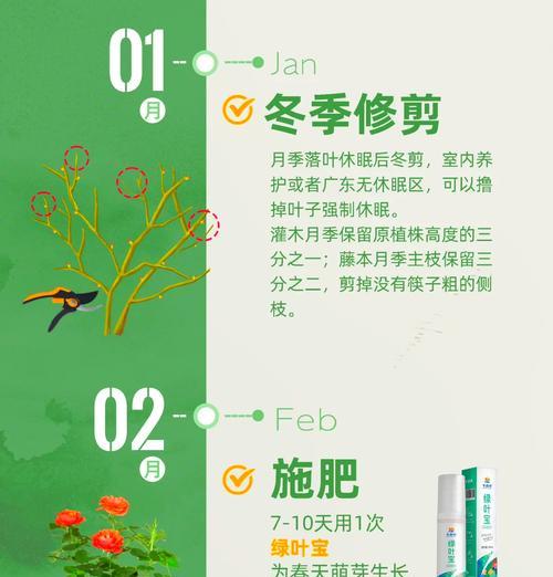 月季冬季养护的技巧和常见问题是什么？