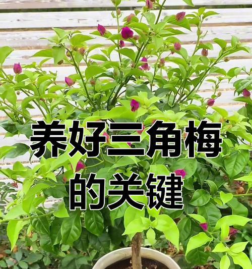 三角梅冬季养护要点是什么？