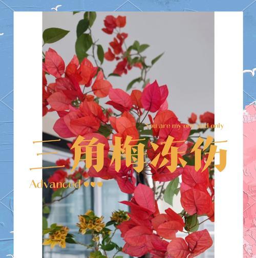 三角梅冬季养护要点是什么？