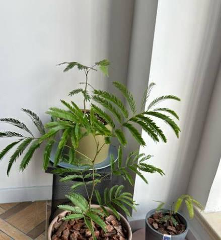 富贵树的养护方法有哪些？