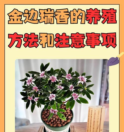 盆景养护的正确方法和注意事项？
