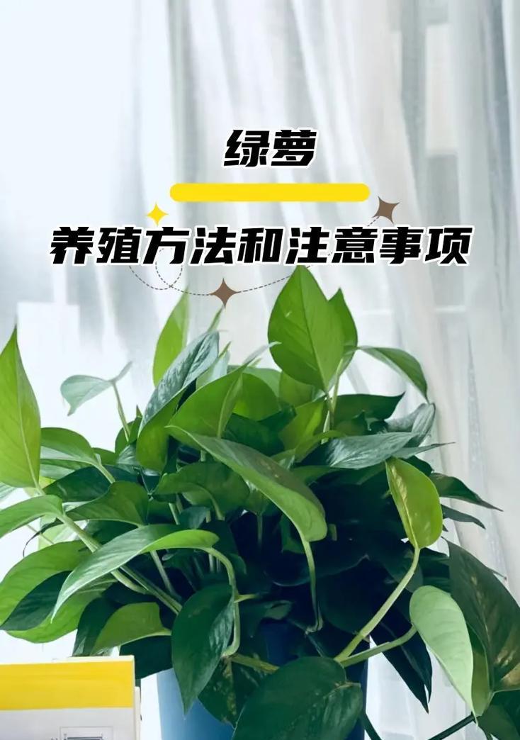 盆景养护的正确方法和注意事项？