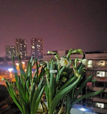 水仙倒伏的处理方法是什么？怎样预防？