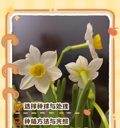水仙倒伏的处理方法是什么？怎样预防？