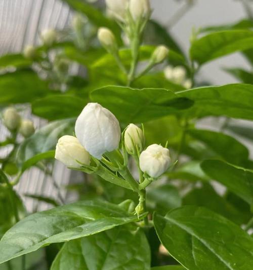 茉莉花有哪些颜色？