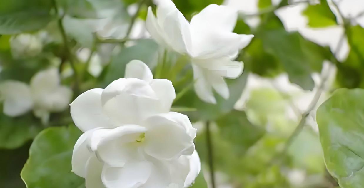 茉莉花有哪些颜色？
