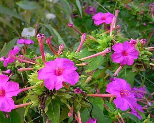 茉莉花有哪些颜色？