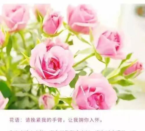 刺玫花的养护方法有哪些？