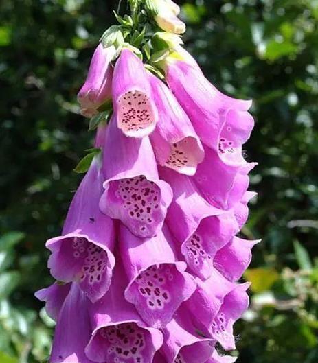 奇花有哪些种类？奇花的特征是什么？