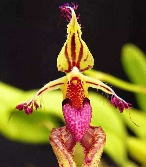 奇花有哪些种类？奇花的特征是什么？