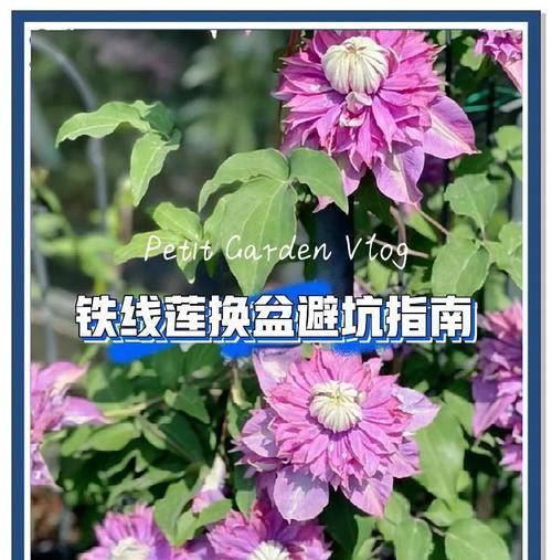 换花盆的最佳时间和步骤是什么？