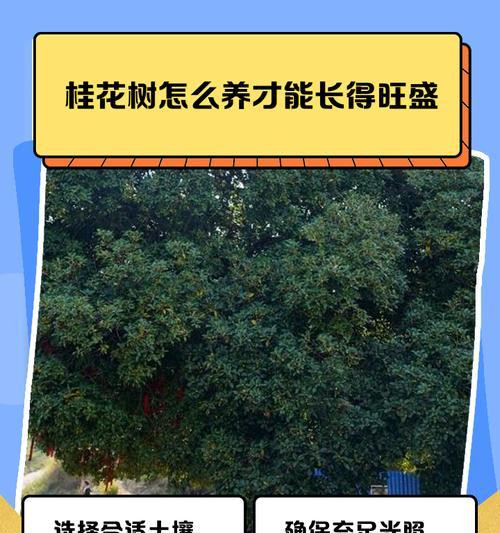 桂花树种植应选择哪种土壤？