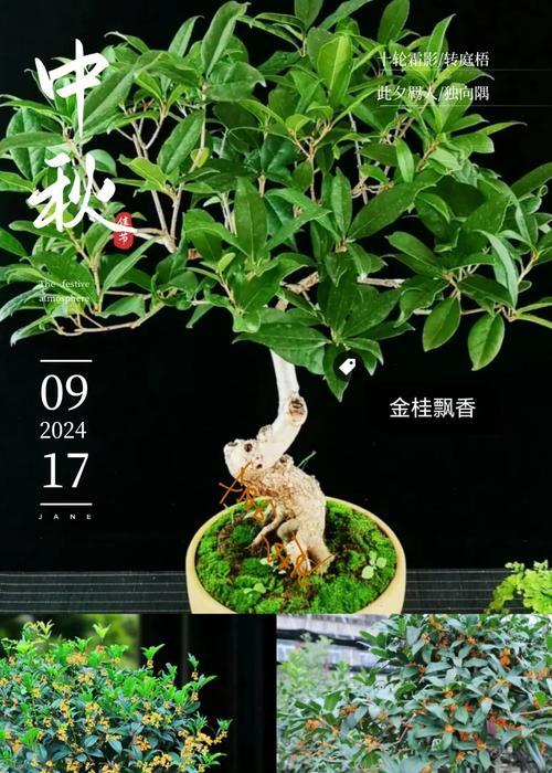 桂花树种植应选择哪种土壤？