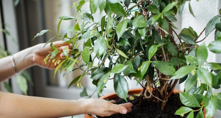 桂花树种植应选择哪种土壤？