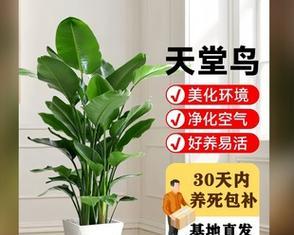 观叶盆景有哪些推荐？如何选择和养护观叶盆景？