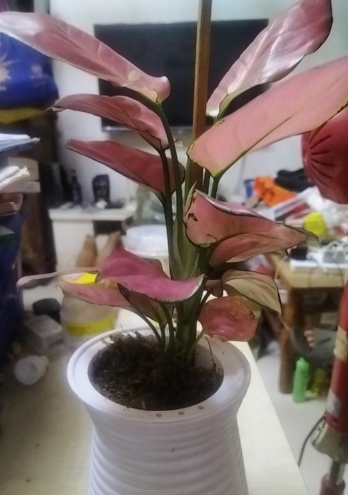 观叶盆景有哪些推荐？如何选择和养护观叶盆景？