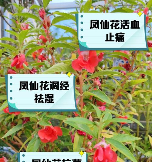 凤仙花的开花季节是什么时候？