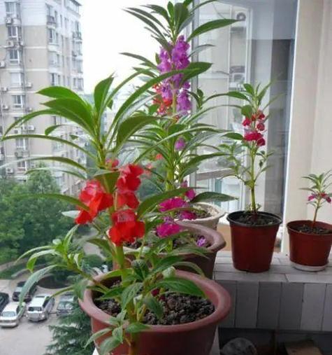 凤仙花的开花季节是什么时候？
