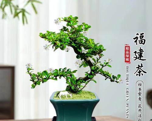盆景老桩的养护方法是什么？如何保持其古朴美感？