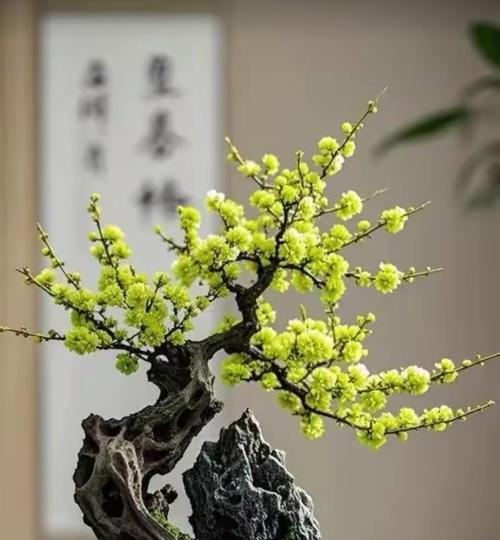 盆景老桩的养护方法是什么？如何保持其古朴美感？
