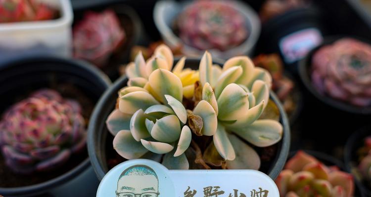 桃蛋如何正确施肥？