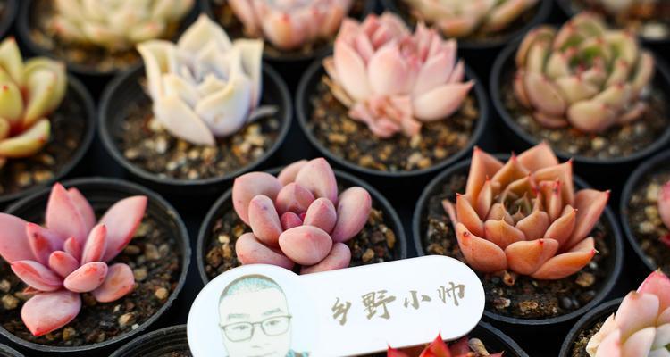 桃蛋如何正确施肥？