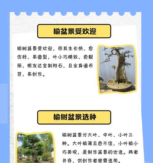 榆树盆栽需要注意哪些要点？