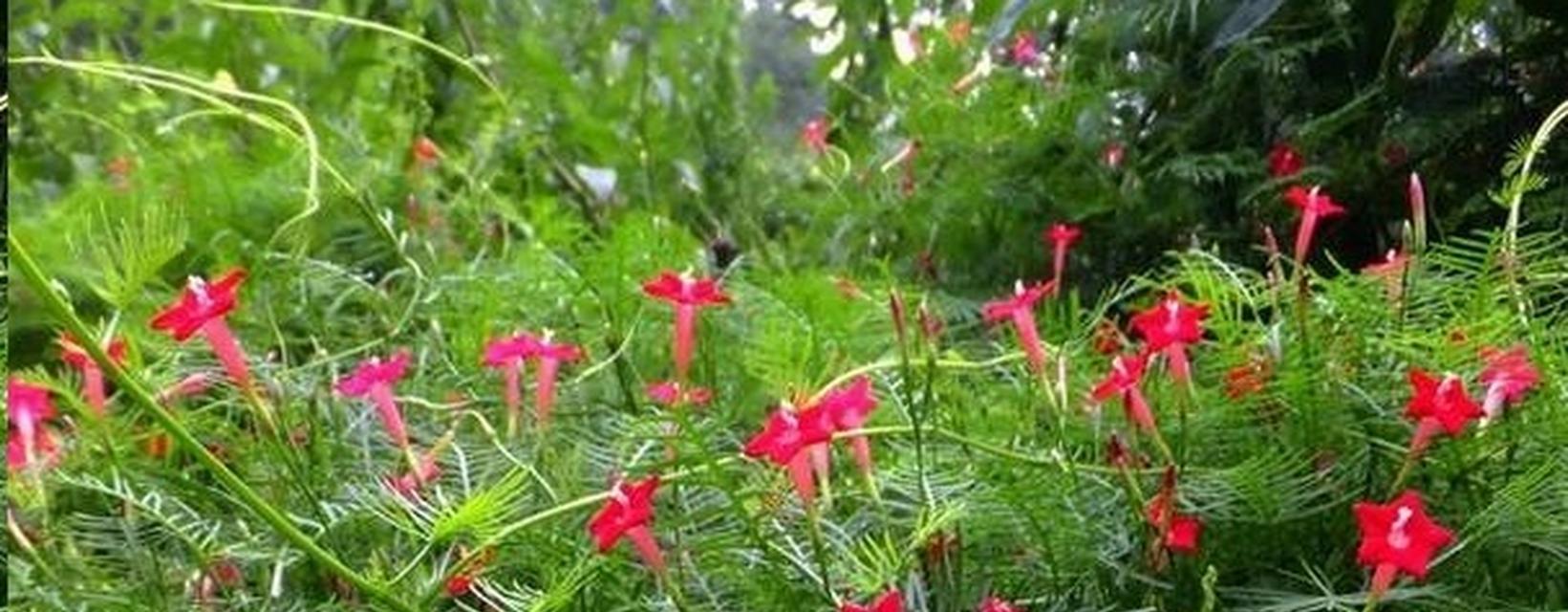 茑萝花的种植方法是什么？