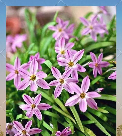 秋季适宜种植哪些花卉？
