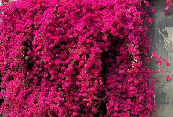 秋季适宜种植哪些花卉？