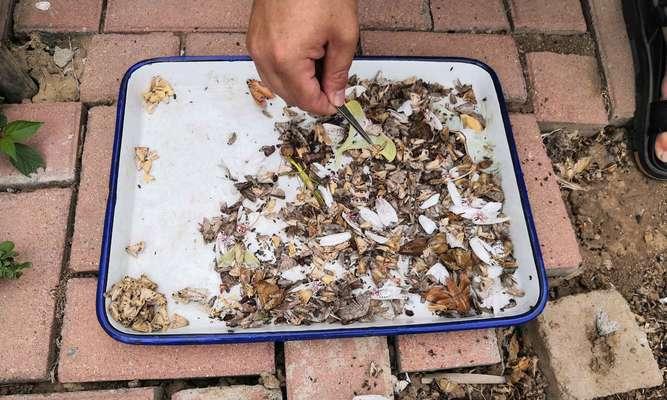 花生植株生虫了怎么处理？