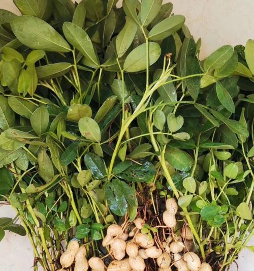 花生植株生虫了怎么处理？