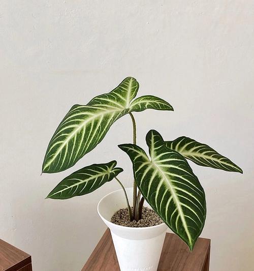 芋科植物有哪些代表？它们的用途有哪些？