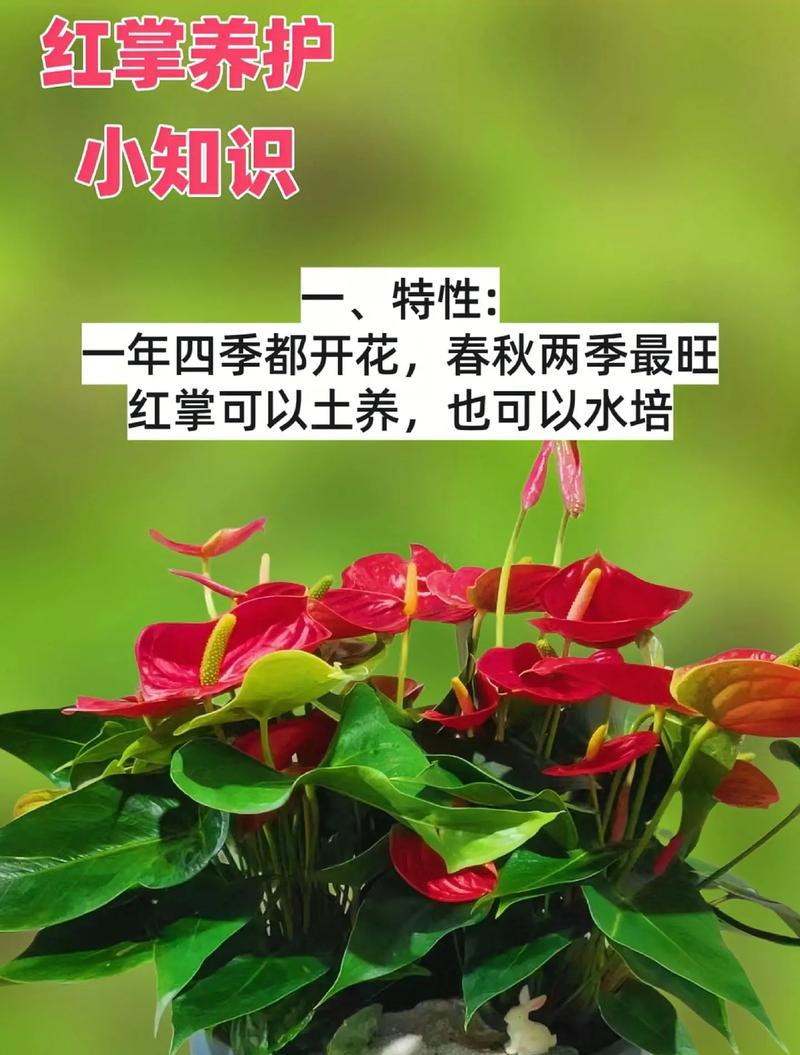 水培火鹤的养护技巧和注意事项是什么？