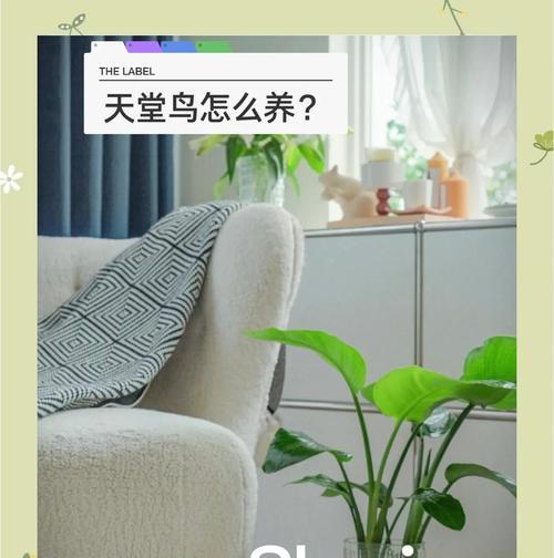 水培火鹤的养护技巧和注意事项是什么？
