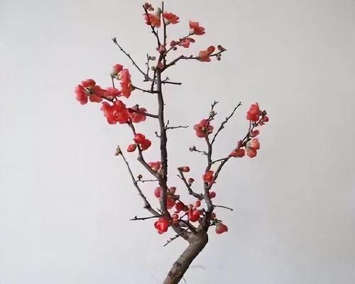 红宝石盆栽的养护要点是什么？