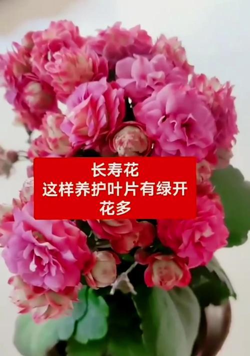 长寿花品种的叶子有何不同？如何识别长寿花品种的叶子？