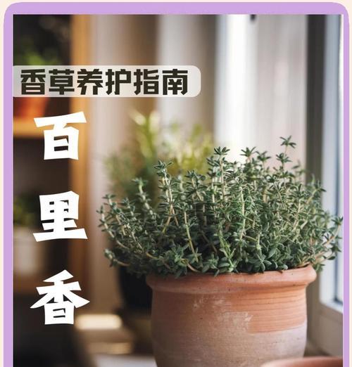 百里香品种有哪些？百里香的种植方法是什么？
