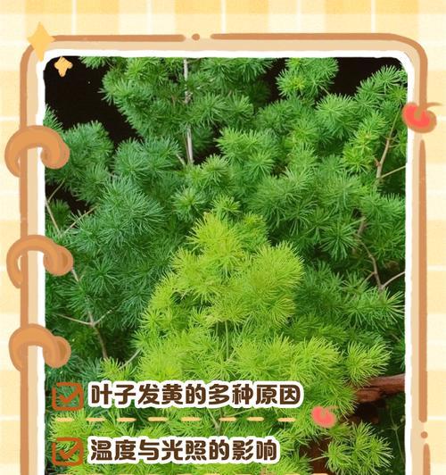 蓬莱松枝干增粗的有效方法是什么？