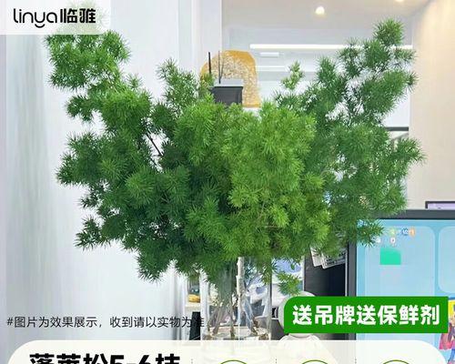 蓬莱松枝干增粗的有效方法是什么？