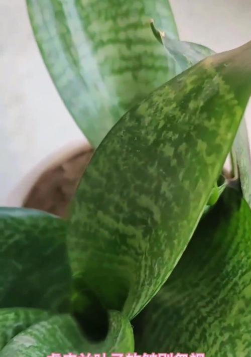 虎皮兰叶片发黄如何处理？虎皮兰发黄的解决方法有哪些？