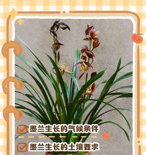 墨兰通常在哪个季节开花？