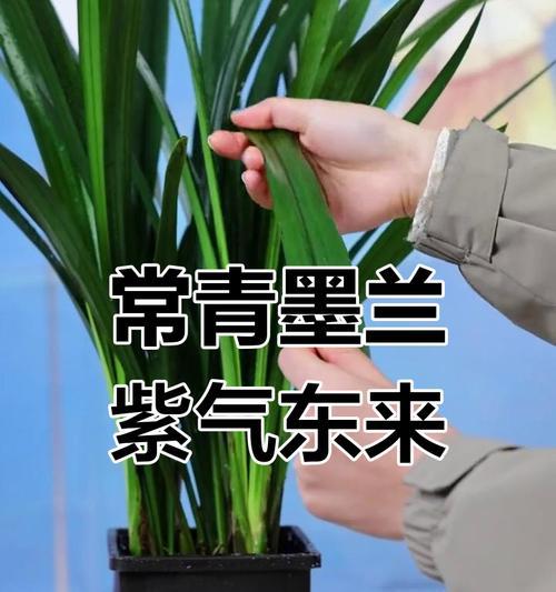 墨兰通常在哪个季节开花？