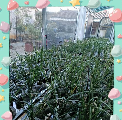 兰草种植应该使用哪种土壤？