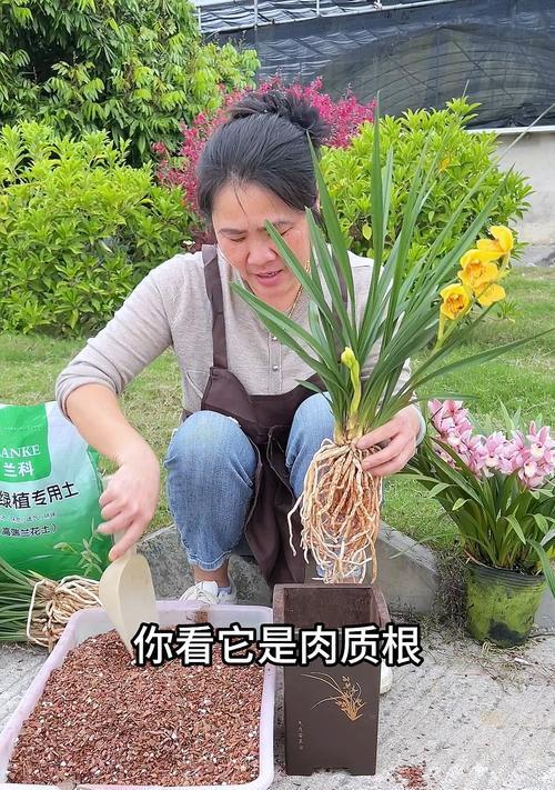 兰草种植应该使用哪种土壤？