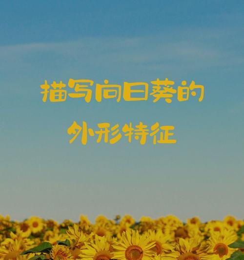 向日葵叶子的形状特征是什么？叶子与花的关系如何？
