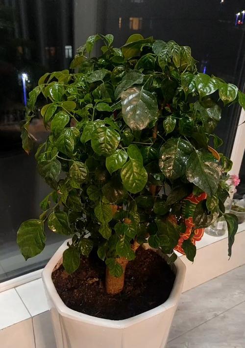 绿宝植物的正确养护方法？